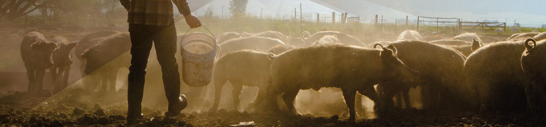 Contract Farming & Livestock Farming - Bank of Karditsa